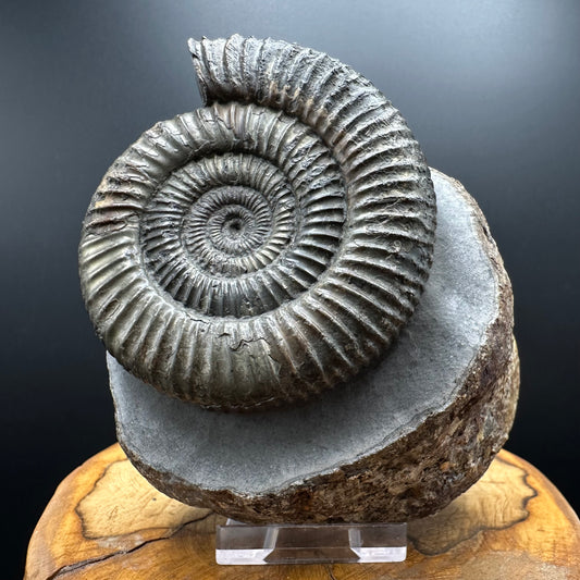 Dactylioceras Ammonite Fossil With box and Stand - Whitby, North Yorkshire Jurassic Coast Yorkshire Fossils