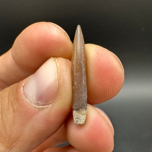 Hibolite (Fossil Squid) shell fossil - Whitby, North Yorkshire Jurassic Coast Yorkshire Fossils