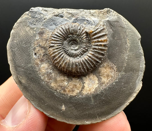 Dactylioceras Ammonite Fossil Gift Set - Whitby, North Yorkshire Jurassic Coast Yorkshire Fossils