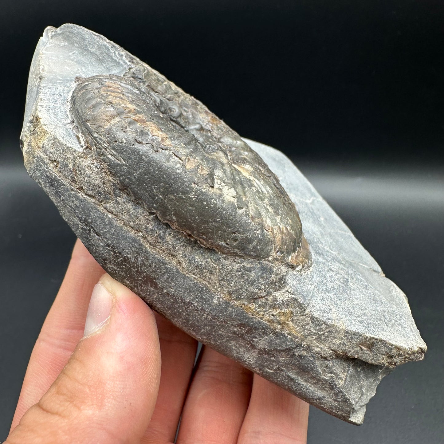 Haugia beani ammonite fossil with box and stand - Whitby, North Yorkshire Jurassic Coast Yorkshire Fossils