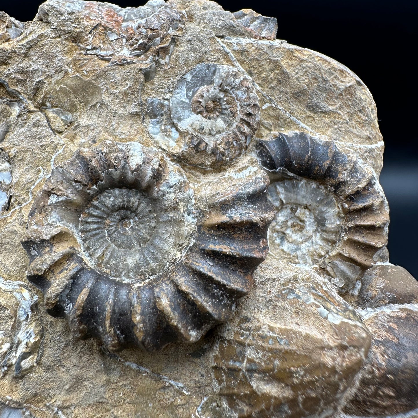 Androgynoceras Capricornus ammonite / Gastropod fossil with box and stand - Whitby, North Yorkshire Jurassic Coast Yorkshire Fossils