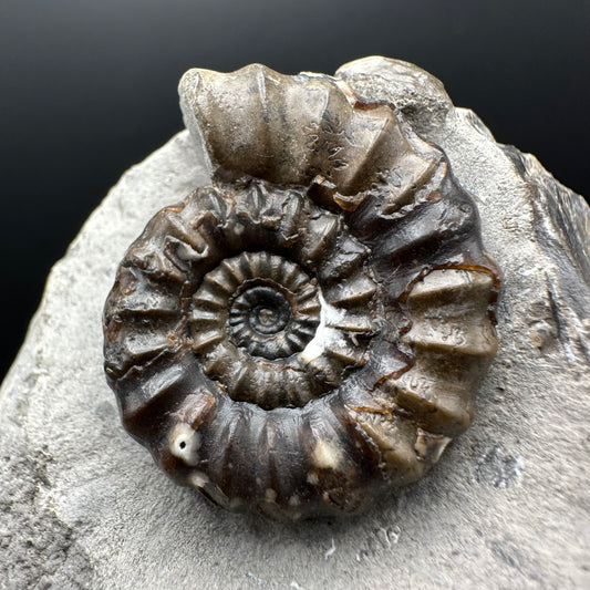 Androgynoceras maculatum ammonite fossil with box and stand - Whitby, North Yorkshire Jurassic Coast Yorkshire Fossils