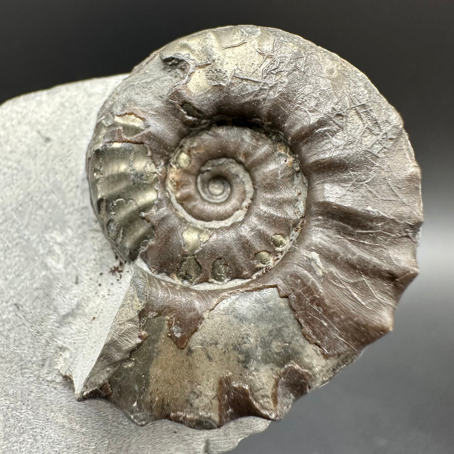 Agassiceras shell fossil with box and stand - Whitby, North Yorkshire Jurassic Coast Yorkshire Fossils