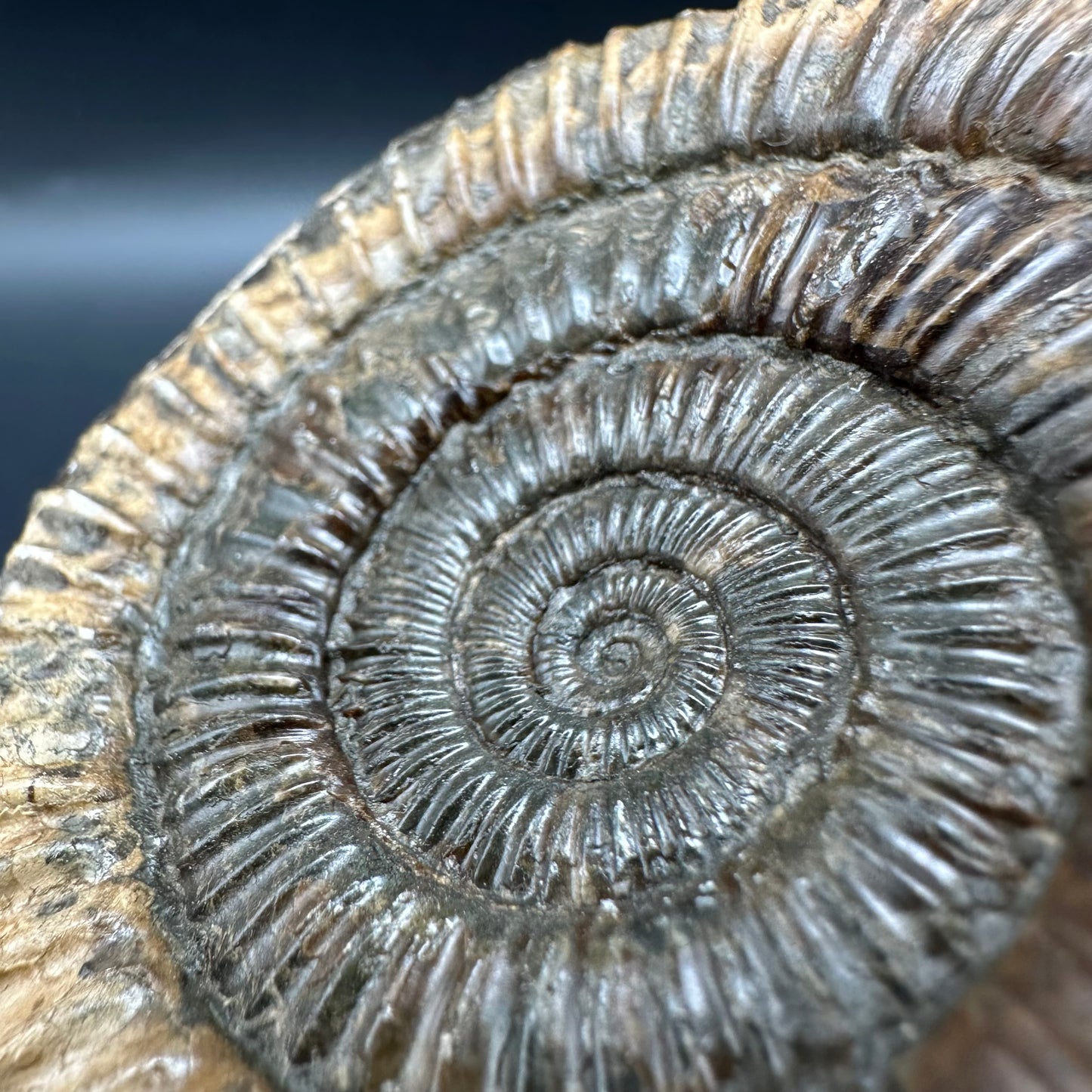 Dactylioceras Ammonite Fossil With Box And Stand - Whitby, North Yorkshire Jurassic Coast Yorkshire Fossils