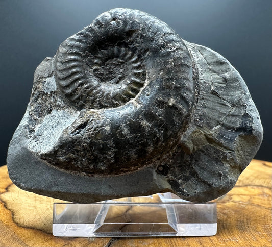 Grammoceras thoaurense Ammonite shell fossil with box and stand - Whitby, North Yorkshire, Yorkshire Fossils from the Jurassic Coast