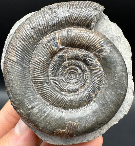 Dactylioceras tenuicostatum Ammonite fossil with box and stand - Whitby, North Yorkshire Jurassic Coast