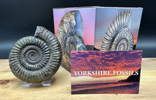 Dactylioceras Ammonite Fossil With box and Stand - Whitby, North Yorkshire Jurassic Coast Yorkshire Fossils