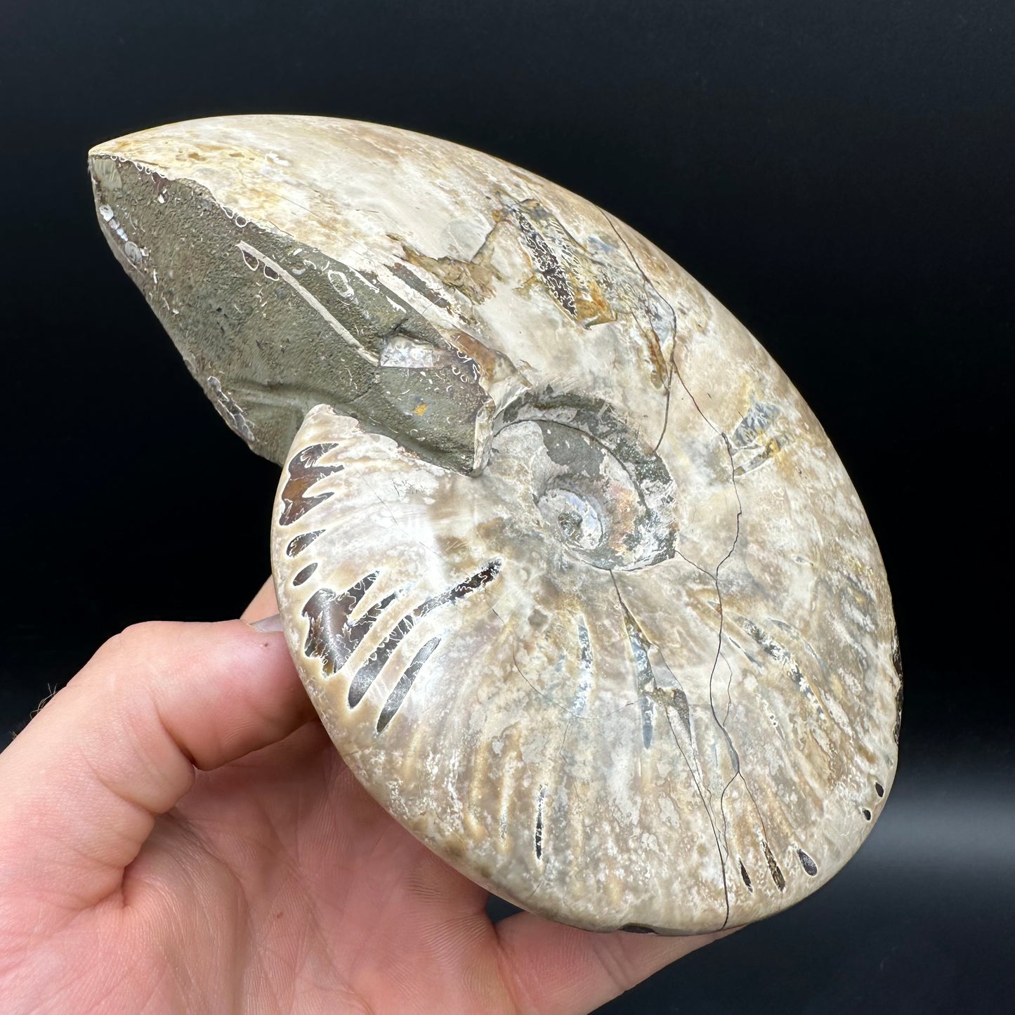 Cleoniceras Ammonite Fossil With Stand - Cretaceous Ammonite Madagascar