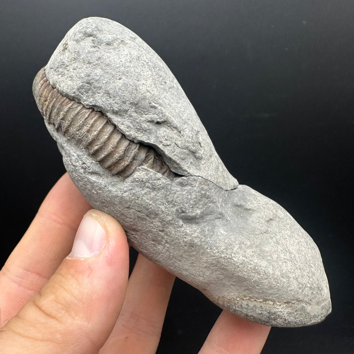 Dactylioceras Ammonite nodule (split pair) Fossil With Box And Stand - Whitby, North Yorkshire Jurassic Coast Yorkshire Fossils