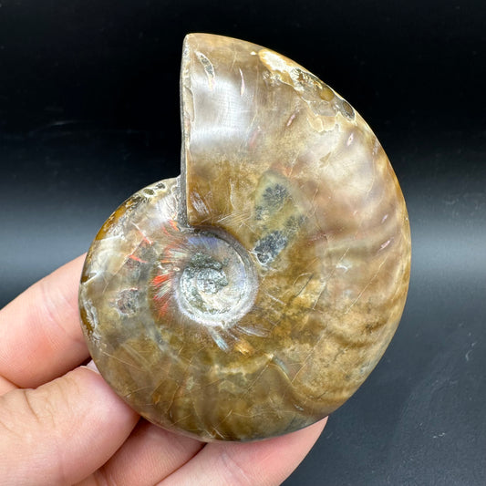 Cleoniceras Ammonite Fossil With Box And Stand - Cretaceous Ammonite Madagascar