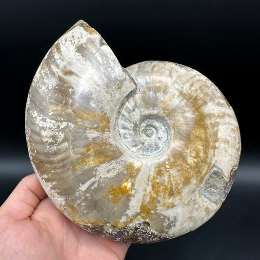 Cleoniceras Ammonite Fossil With Stand - Cretaceous Ammonite Madagascar