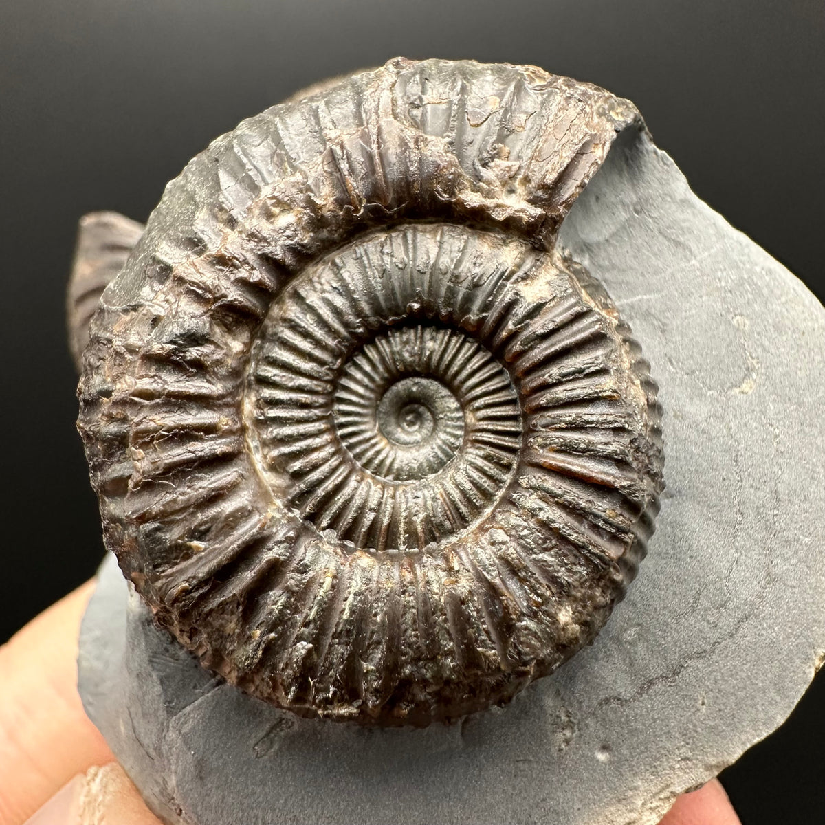 Dactylioceras Ammonite Fossil With Stand - Whitby, North Yorkshire Jurassic Coast Yorkshire Fossils