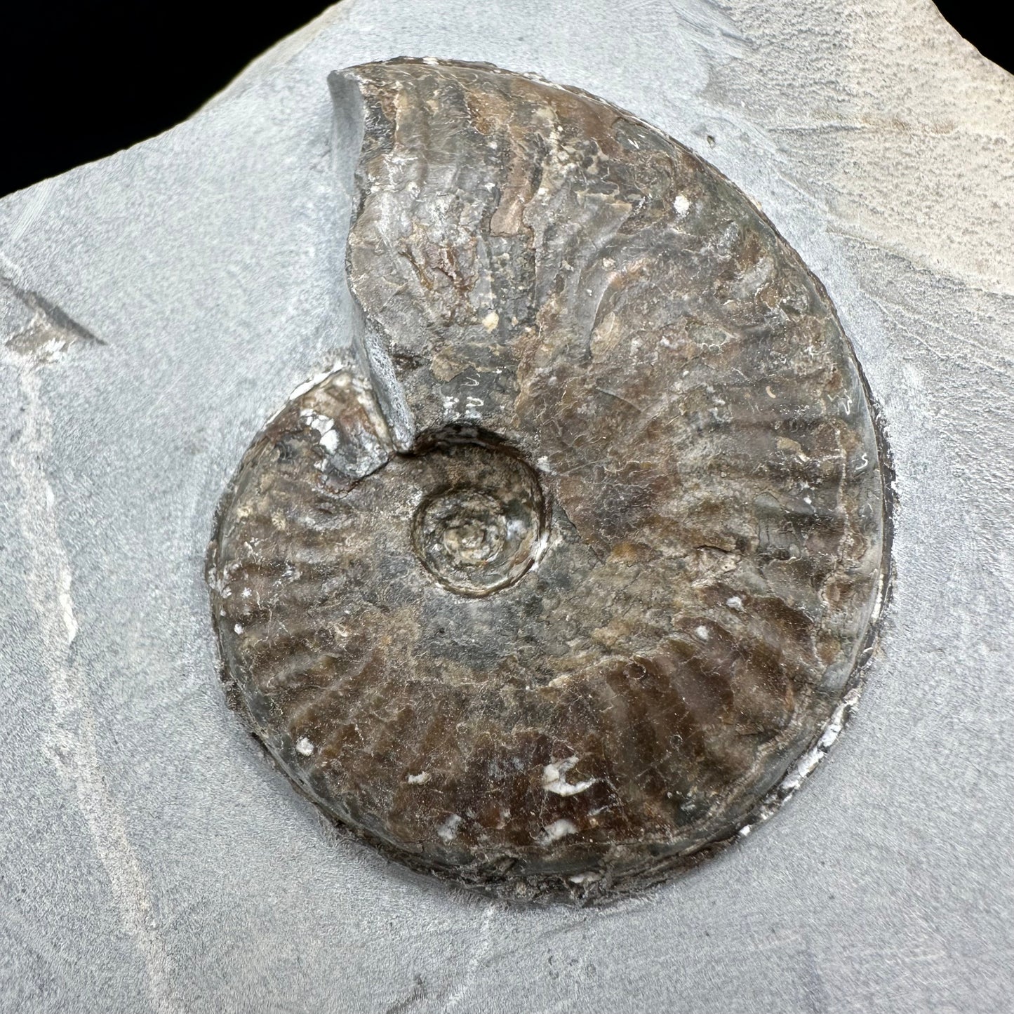 Pseudolioceras lythense Ammonite fossil with box and stand - Whitby, North Yorkshire, Yorkshire Fossils on the Jurassic Coast