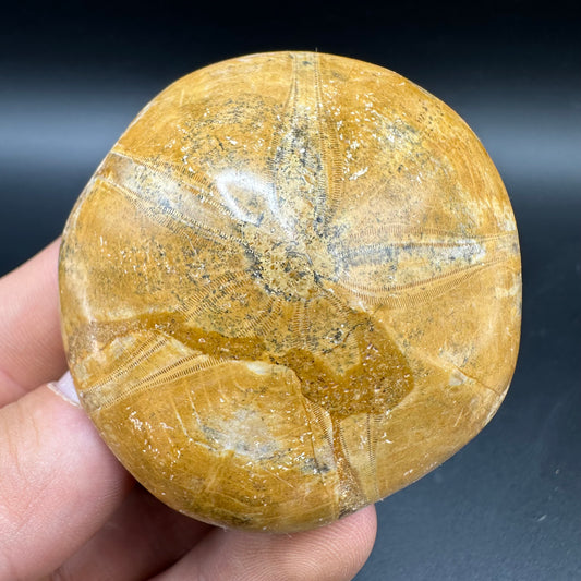 Holectypus Sea Urchin Fossil With Box And Stand - Middle Jurassic Madagascar