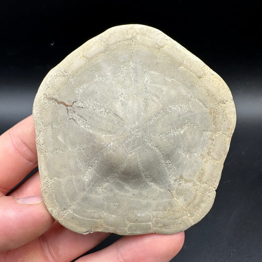 Echinoid (Sea Urchin) Fossil With Box And Stand - Indonesian Echinoid Fossil Indonesia