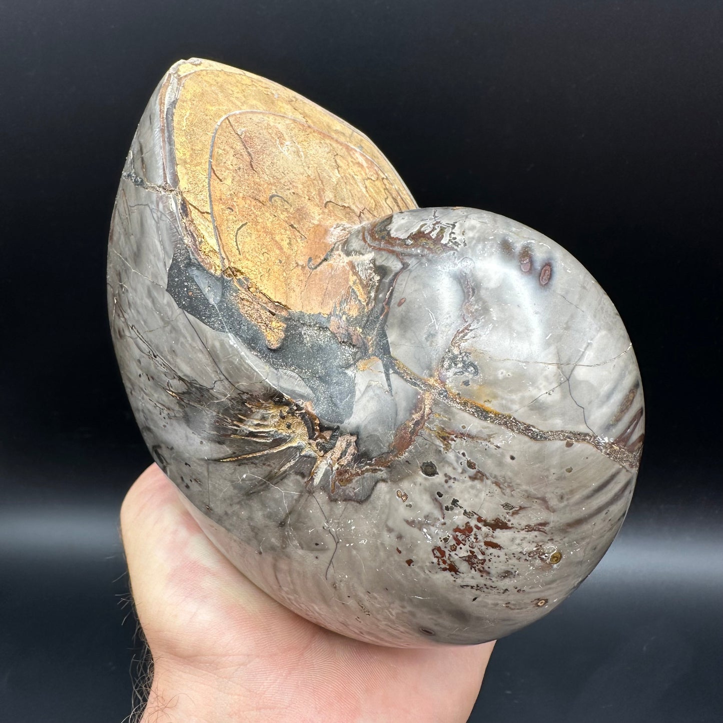 Cenoceras Nautilus Fossil With Stand - Middle Cretaceous Madagascar