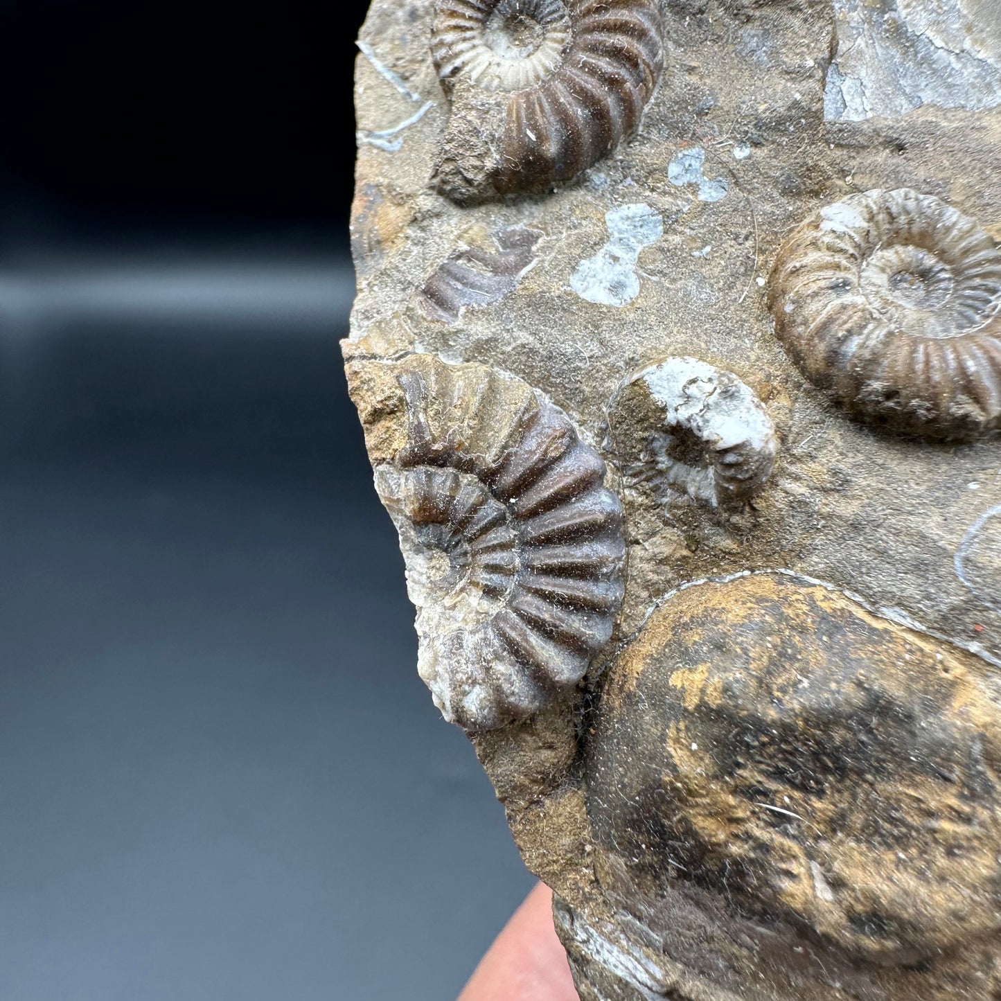 Androgynoceras Capricornus ammonite fossil - Whitby, North Yorkshire Jurassic Coast Yorkshire Fossils