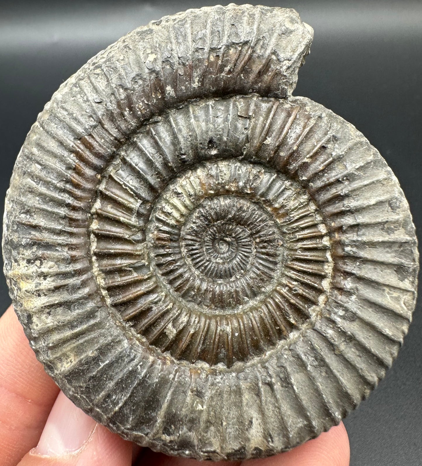 Dactylioceras Ammonite Fossil With Box And Stand - Whitby, North Yorkshire Jurassic Coast Yorkshire Fossils