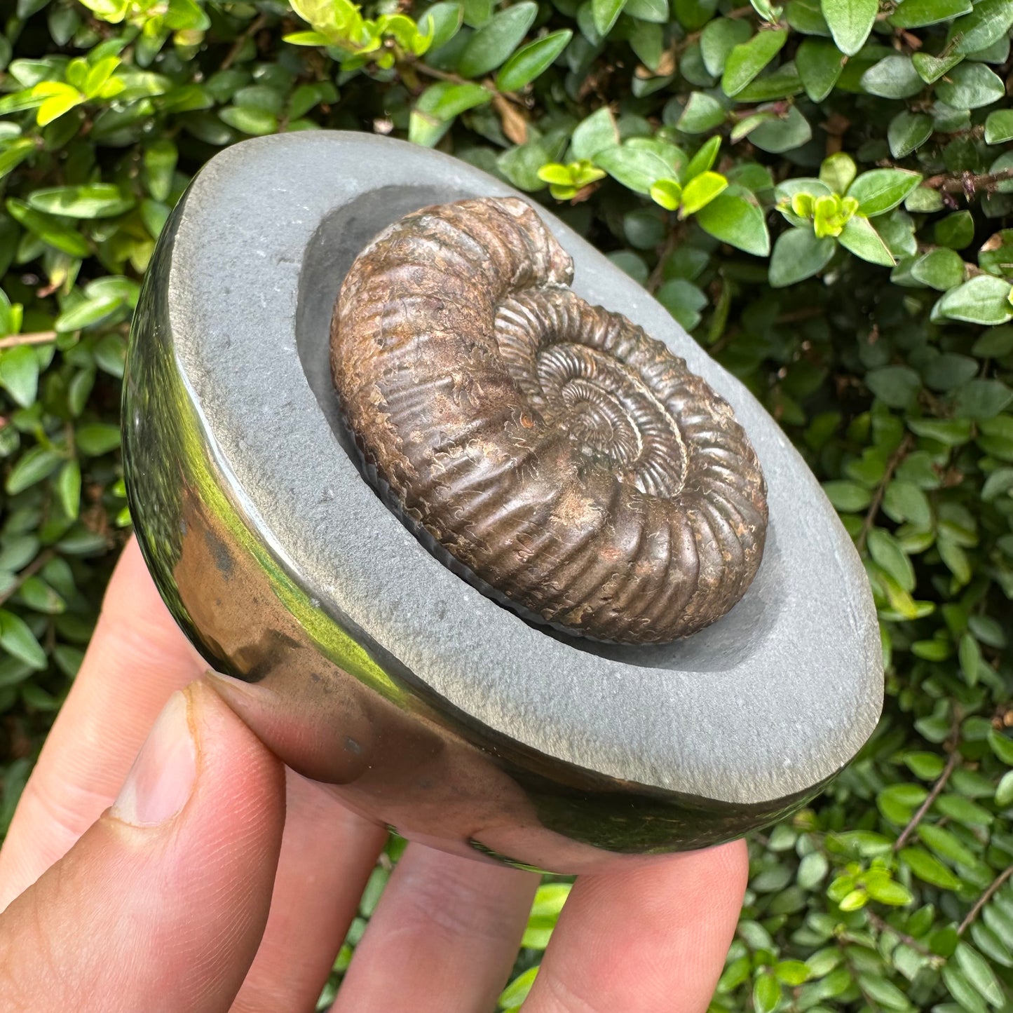 Golden Egg (IMPLANT) Ammonite fossil with stand - Whitby, North Yorkshire Jurassic Coast