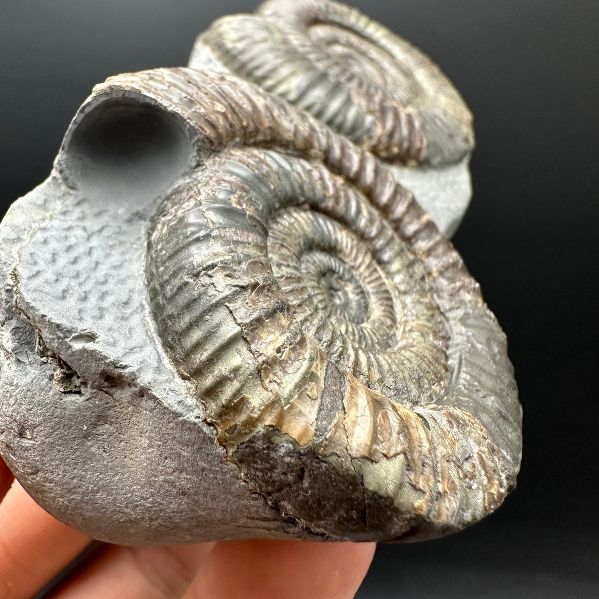 Dactylioceras Ammonite Fossil With Stand - Whitby, North Yorkshire Jurassic Coast Yorkshire Fossils