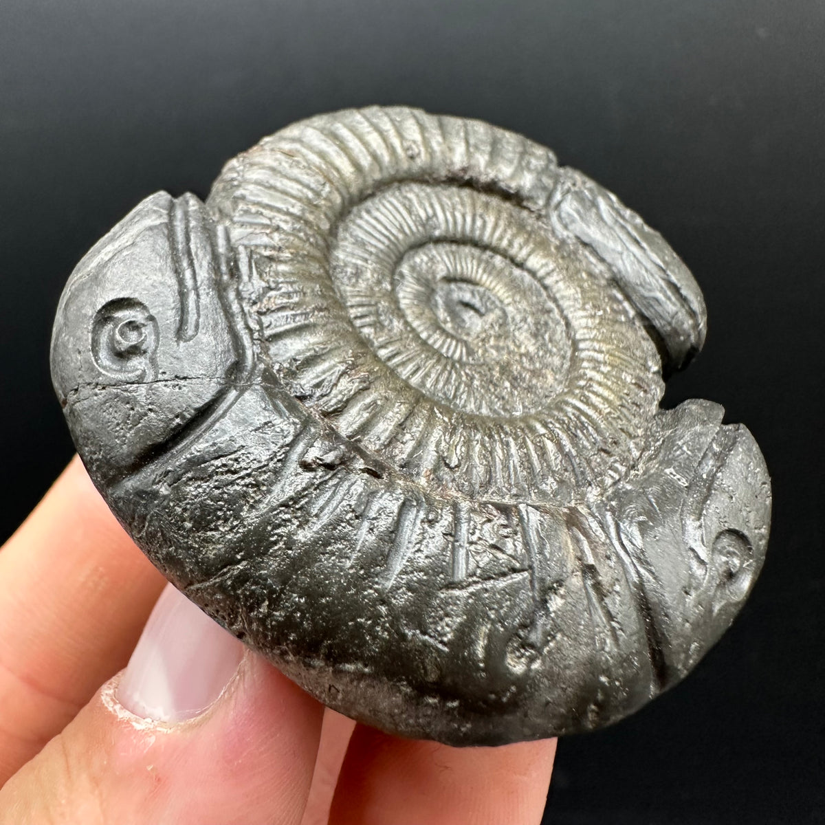 Hydra Snakestone Ammonite Fossil With Bag/Box And Stand - Whitby, North Yorkshire Jurassic Coast Yorkshire Fossils