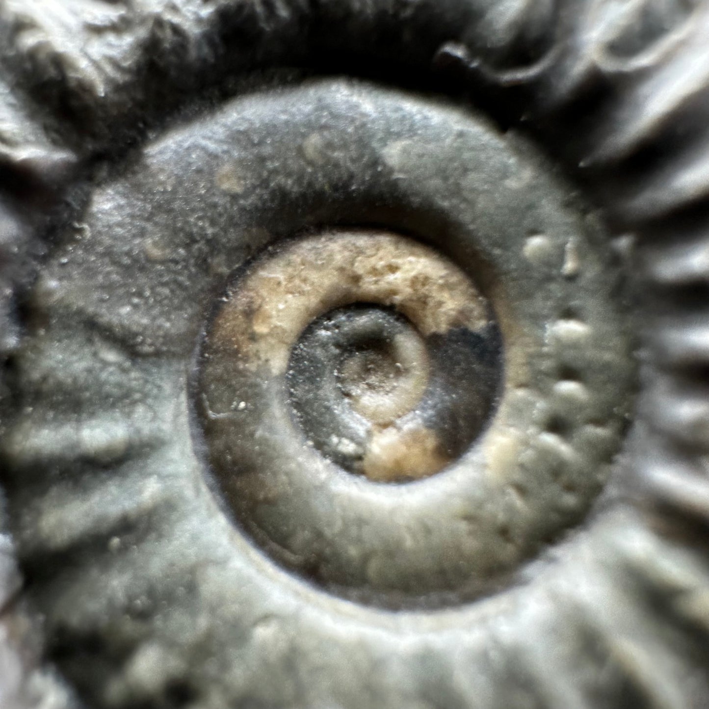 Arnioceras ammonite shell fossil with stand - Whitby, North Yorkshire Jurassic Coast Yorkshire Fossils