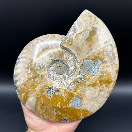 Cleoniceras Ammonite Fossil With Stand - Cretaceous Ammonite Madagascar