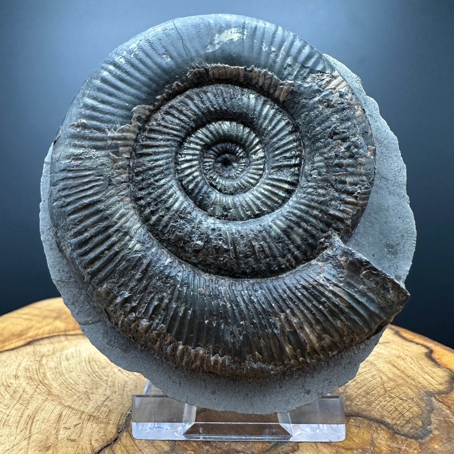 Dactylioceras semicelatum Ammonite fossil with stand - Whitby, North Yorkshire Jurassic Coast Yorkshire Fossils
