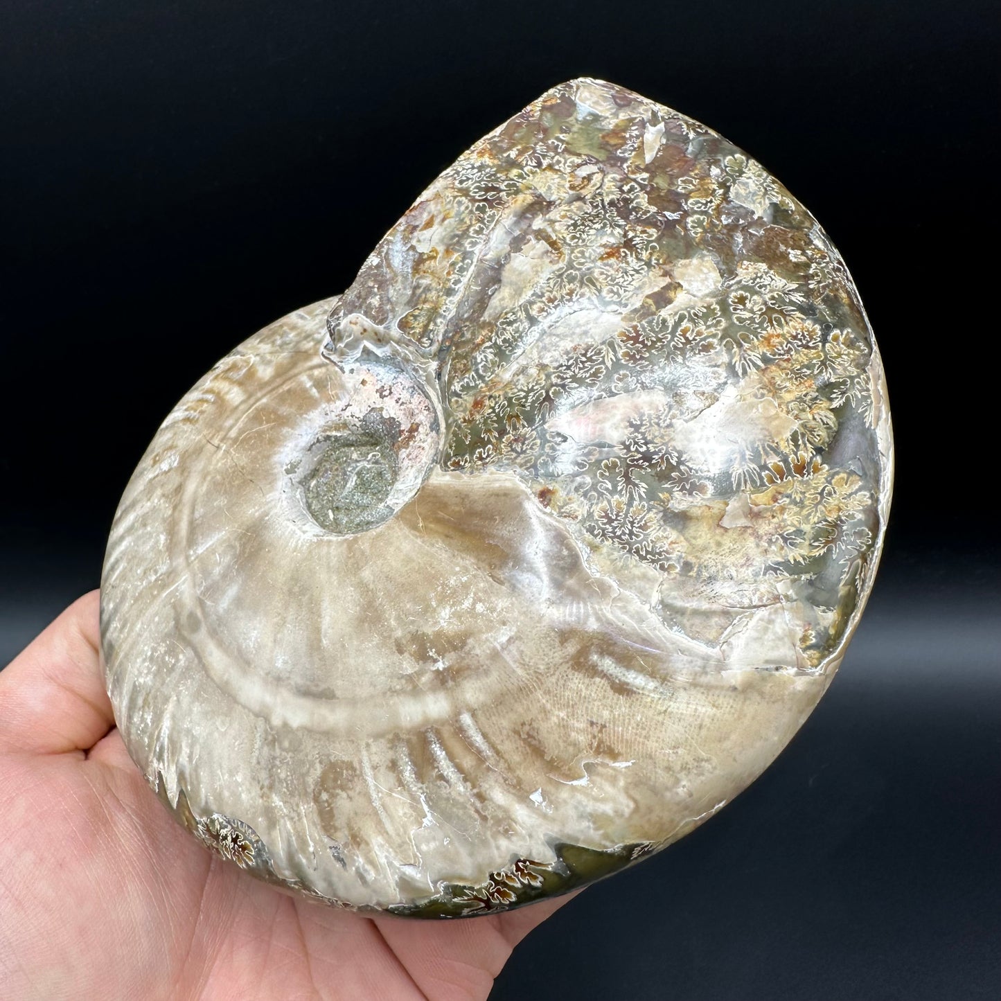 Cleoniceras Ammonite Fossil With Stand - Cretaceous Ammonite Madagascar