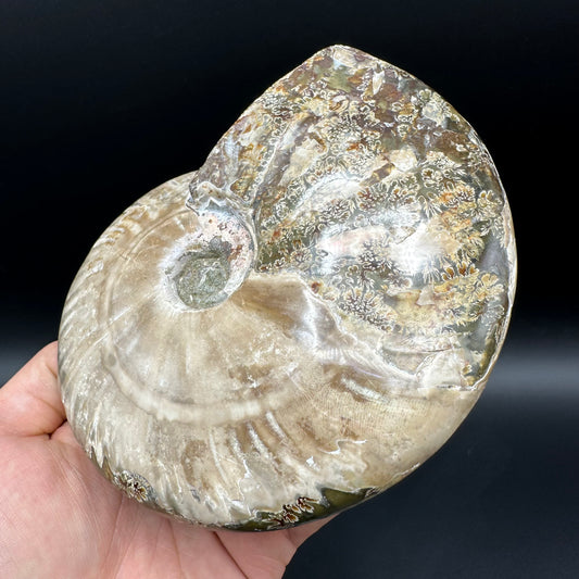 Cleoniceras Ammonite Fossil With Stand - Cretaceous Ammonite Madagascar
