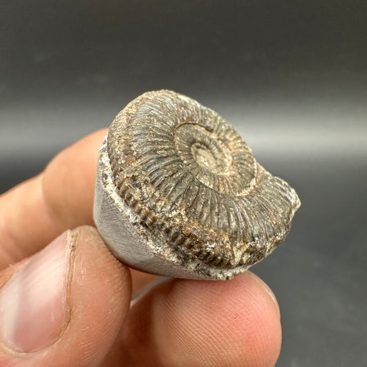 Dactylioceras Ammonite Fossil With box and Stand - Whitby, North Yorkshire Jurassic Coast Yorkshire Fossils