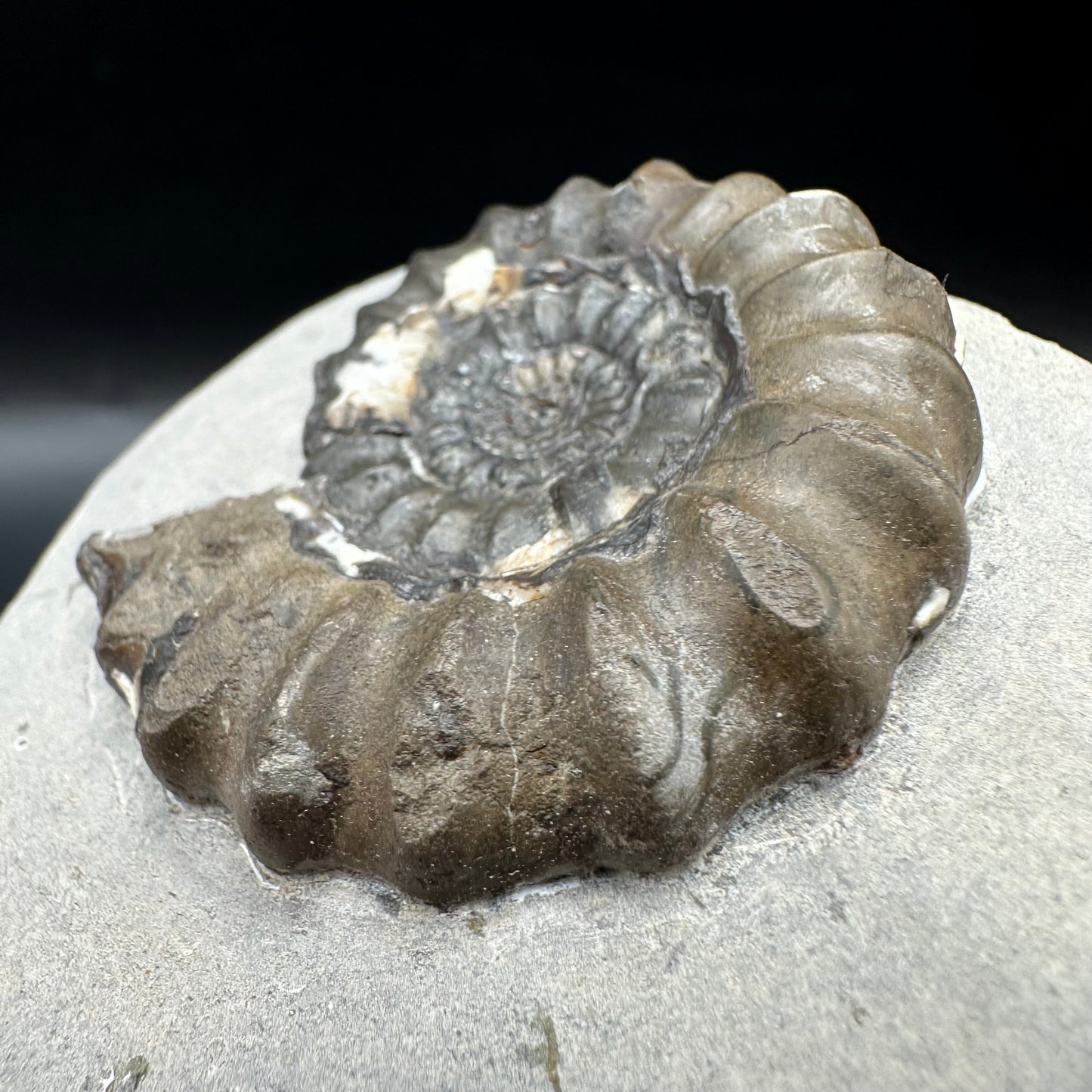 Androgynoceras maculatum ammonite fossil with box and stand - Whitby, North Yorkshire Jurassic Coast Yorkshire Fossils