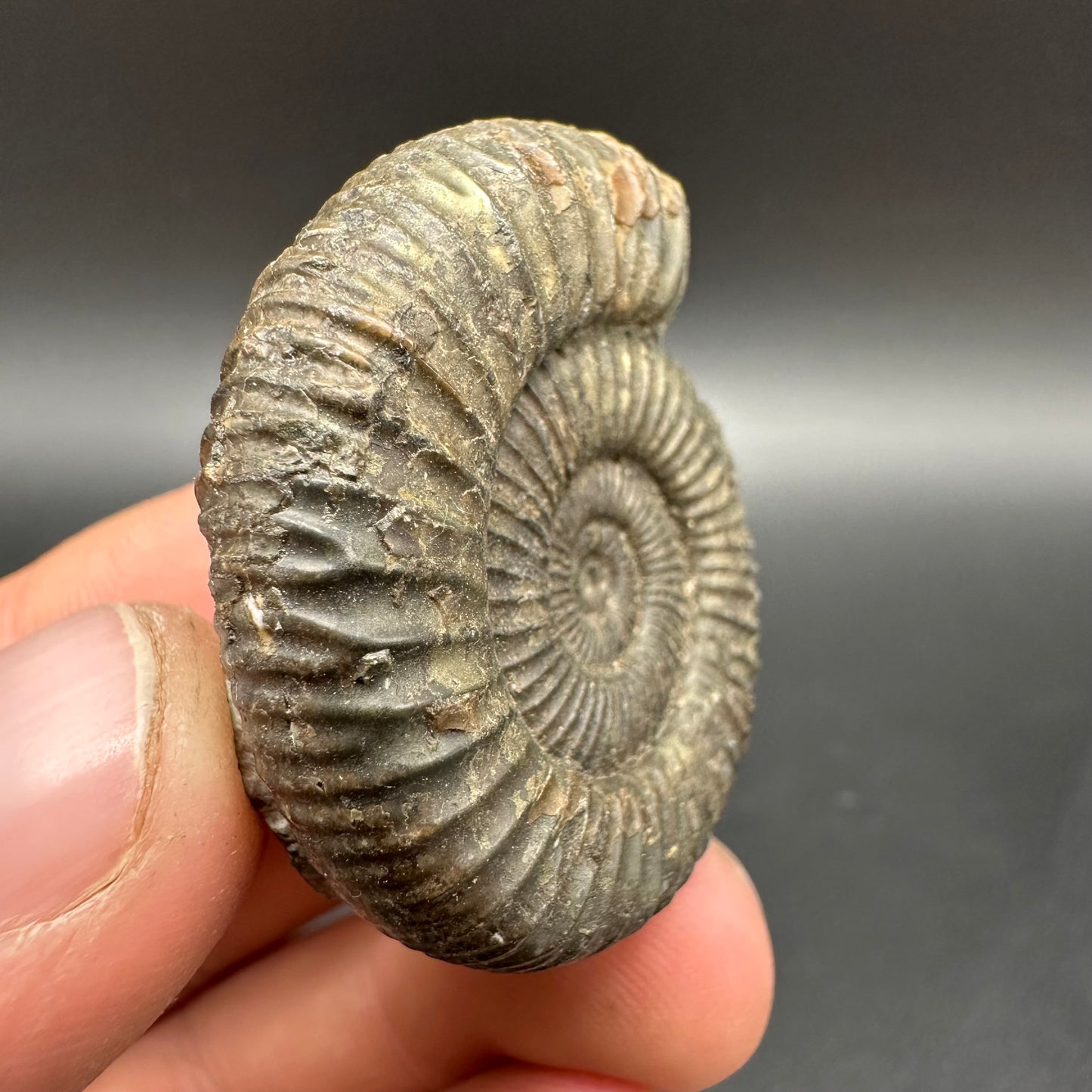 Dactylioceras Ammonite Fossil With Box And Stand - Whitby, North Yorkshire Jurassic Coast Yorkshire Fossils