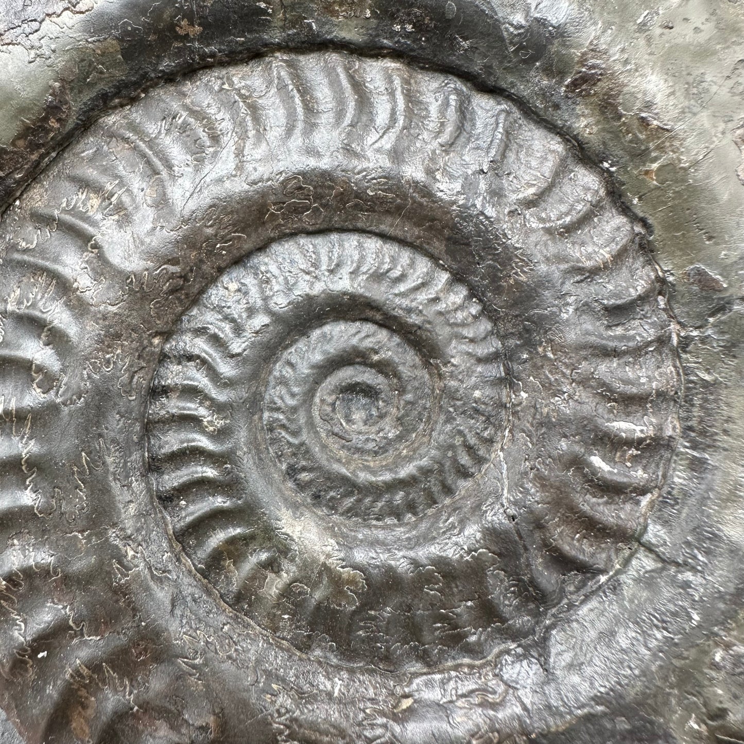 Hildoceras lusitanicum Ammonite fossil - Whitby, North Yorkshire, Jurassic Coast, Yorkshire Fossils from the Jurassic Coast