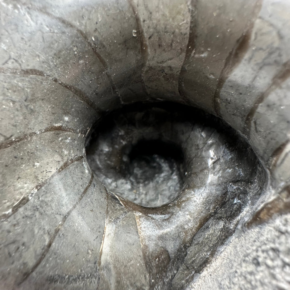 Nautilus shell fossil - Whitby, North Yorkshire Jurassic Coast