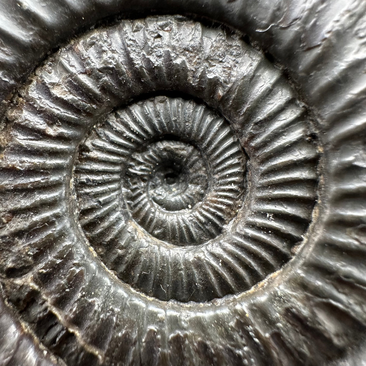 Dactylioceras Ammonite Fossil With Stand - Whitby, North Yorkshire Jurassic Coast Yorkshire Fossils