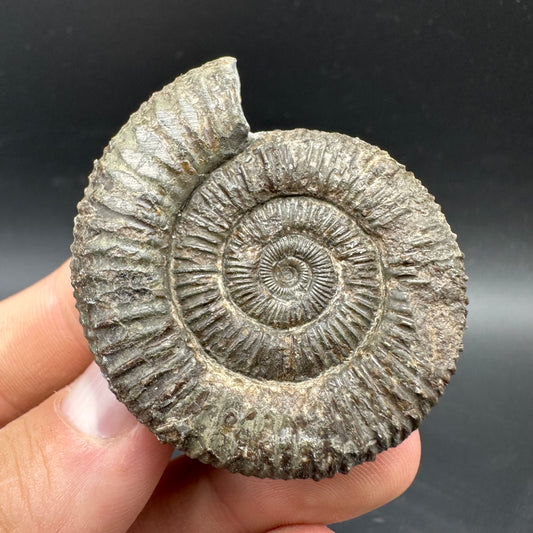 Dactylioceras Ammonite Fossil With box and Stand - Whitby, North Yorkshire Jurassic Coast Yorkshire Fossils