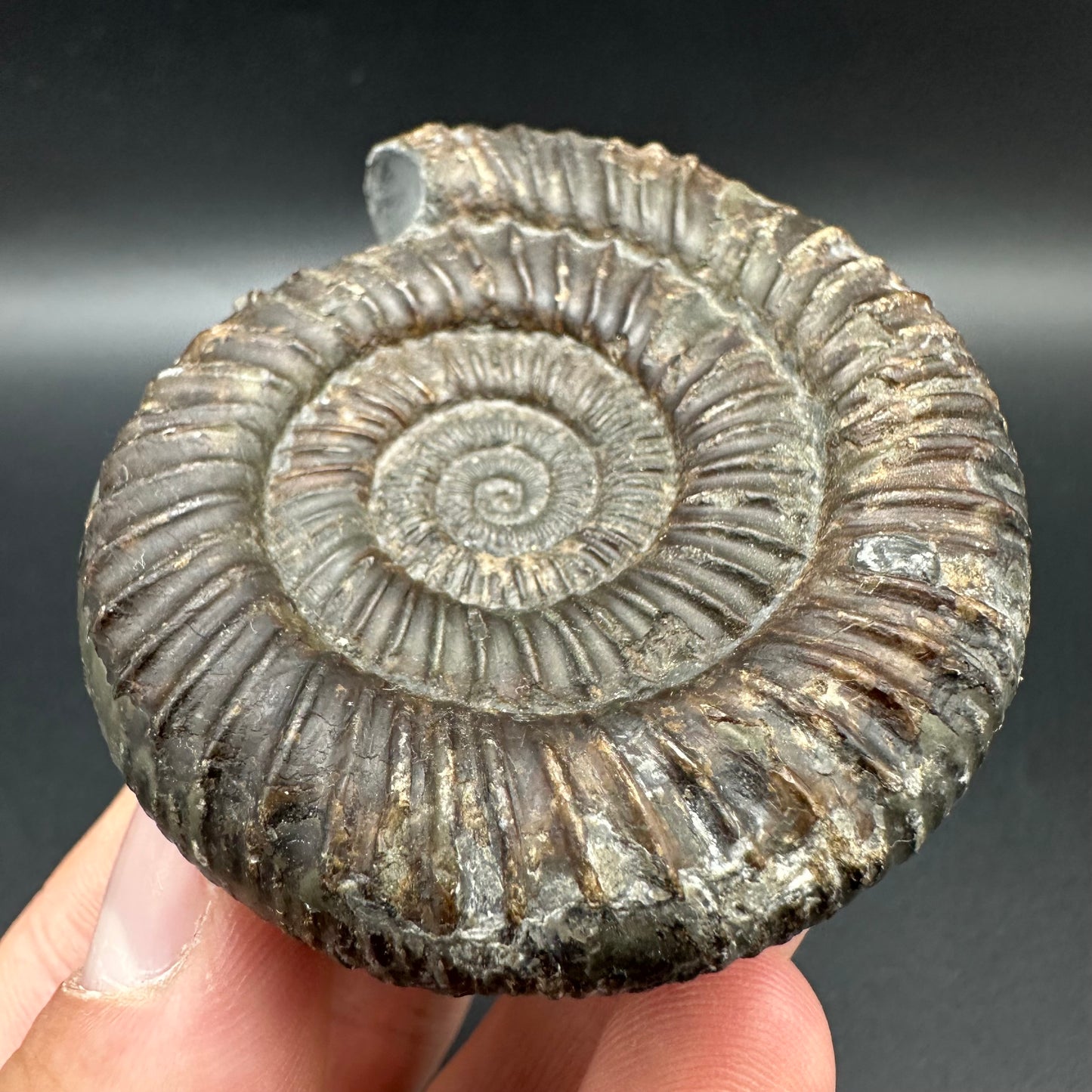 Dactylioceras Ammonite Fossil With Box And Stand - Whitby, North Yorkshire Jurassic Coast Yorkshire Fossils