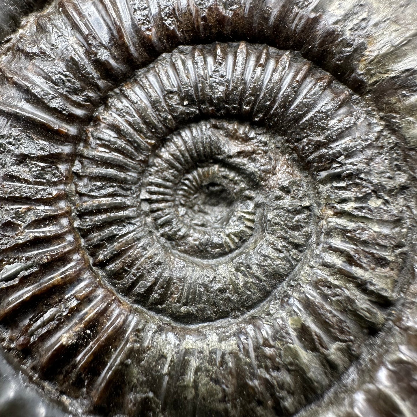 Dactylioceras Ammonite Fossil - Whitby, North Yorkshire Jurassic Coast Yorkshire Fossils