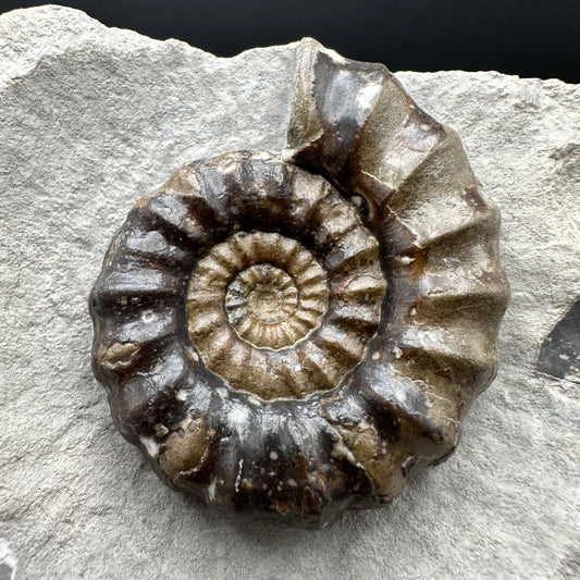 Androgynoceras maculatum ammonite fossil with stand - Whitby, North Yorkshire Jurassic Coast Yorkshire Fossils
