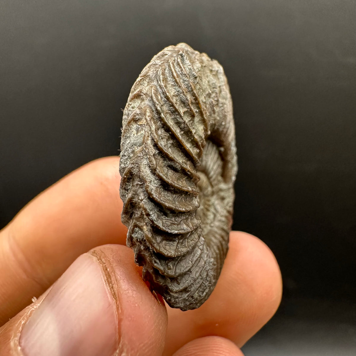 Schlothemia sp. ammonite fossil with box and stand - Whitby, North Yorkshire Jurassic Coast, Yorkshire fossils