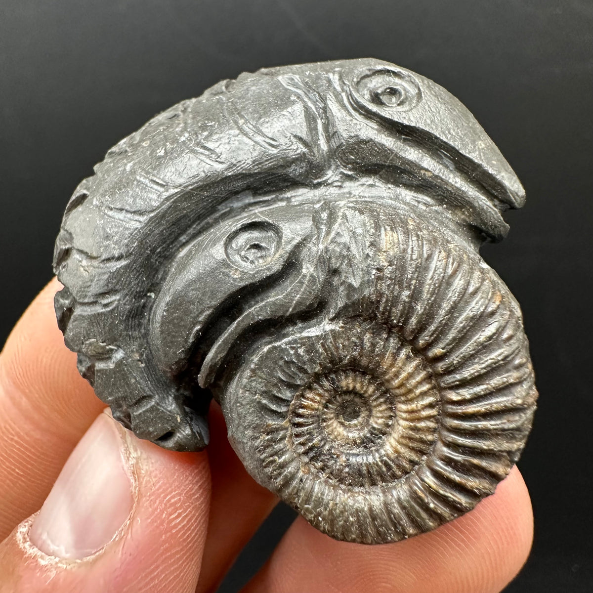 Hydra Snakestone Ammonite Fossil With Bag/Box And Stand - Whitby, North Yorkshire Jurassic Coast Yorkshire Fossils