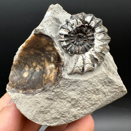 Androgynoceras maculatum ammonite fossil with box and stand - Whitby, North Yorkshire Jurassic Coast Yorkshire Fossils