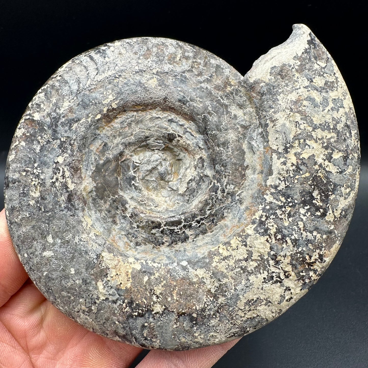 Hildoceras Bifrons Ammonite fossil with box and stand - Whitby, North Yorkshire Jurassic Coast, Yorkshire Fossils from the Jurassic Coast