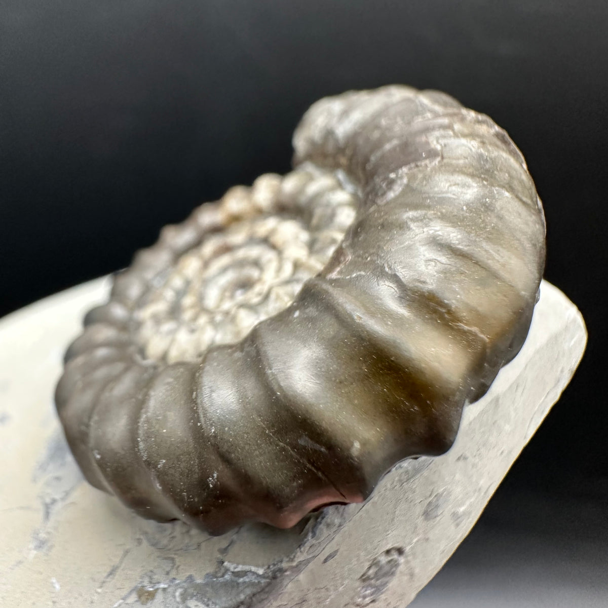Gagaticeras Ammonite fossil with box and stand - Whitby, North Yorkshire Jurassic Coast Yorkshire Fossils