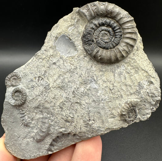 Arnioceras ammonite shell fossil with box and stand - Whitby, North Yorkshire Jurassic Coast Yorkshire Fossils