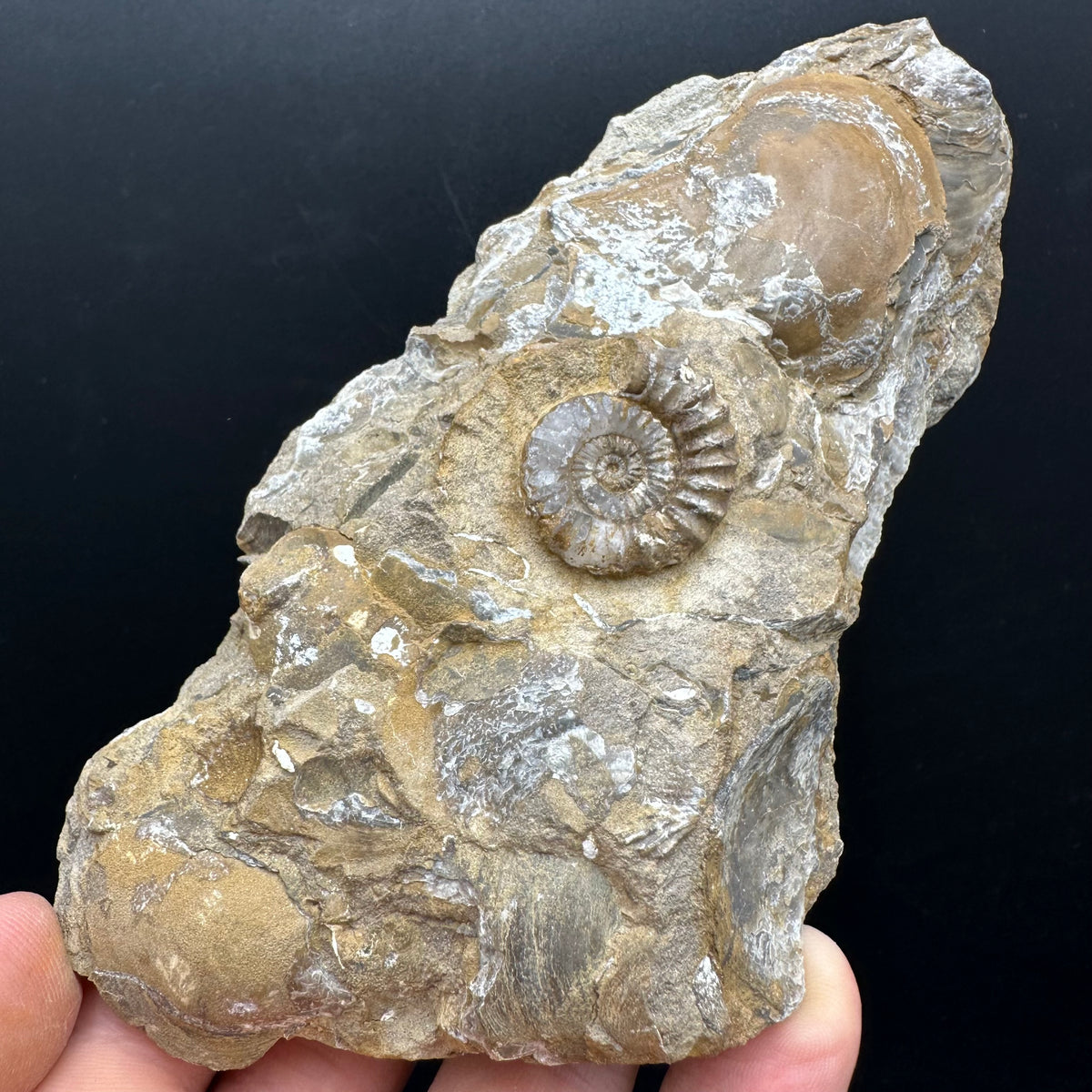 Androgynoceras capricornus Ammonite Fossil With Stand - Whitby, North Yorkshire Jurassic Coast Yorkshire Fossils