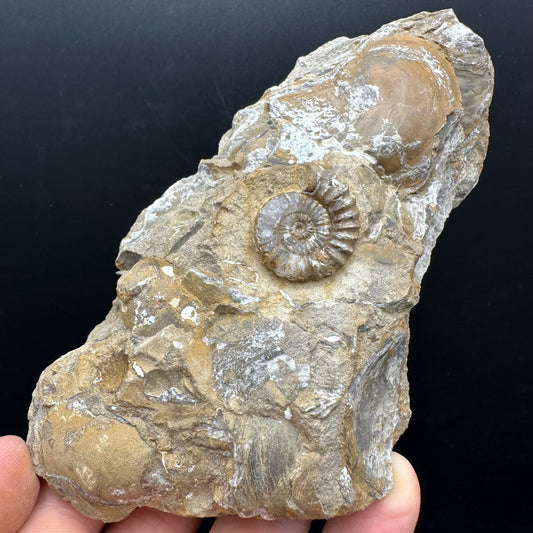 Androgynoceras capricornus Ammonite Fossil With Stand - Whitby, North Yorkshire Jurassic Coast Yorkshire Fossils