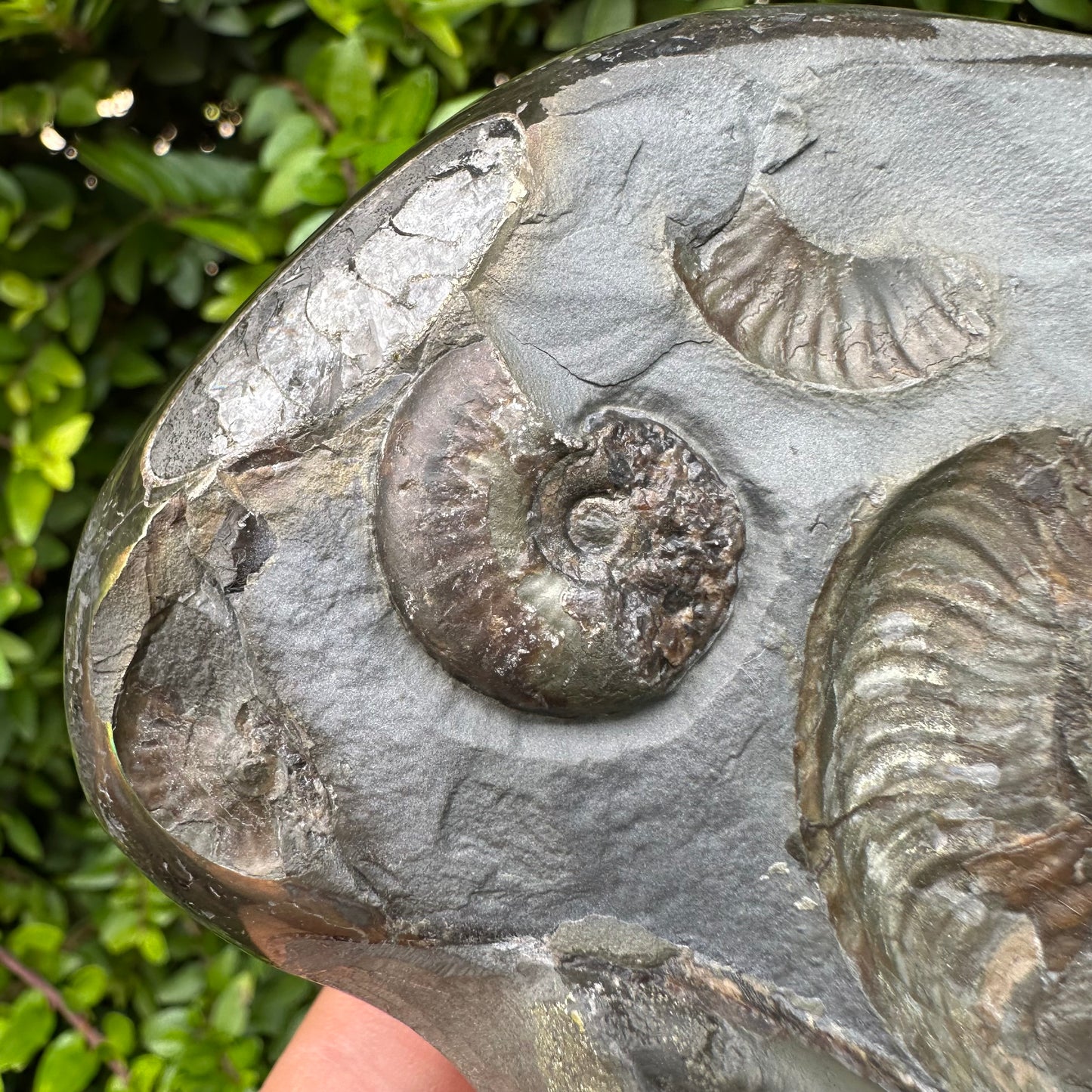 Golden Egg (GENUINE) Ammonite Fossil With Stand - Whitby, North Yorkshire Jurassic Coast Yorkshire Fossils