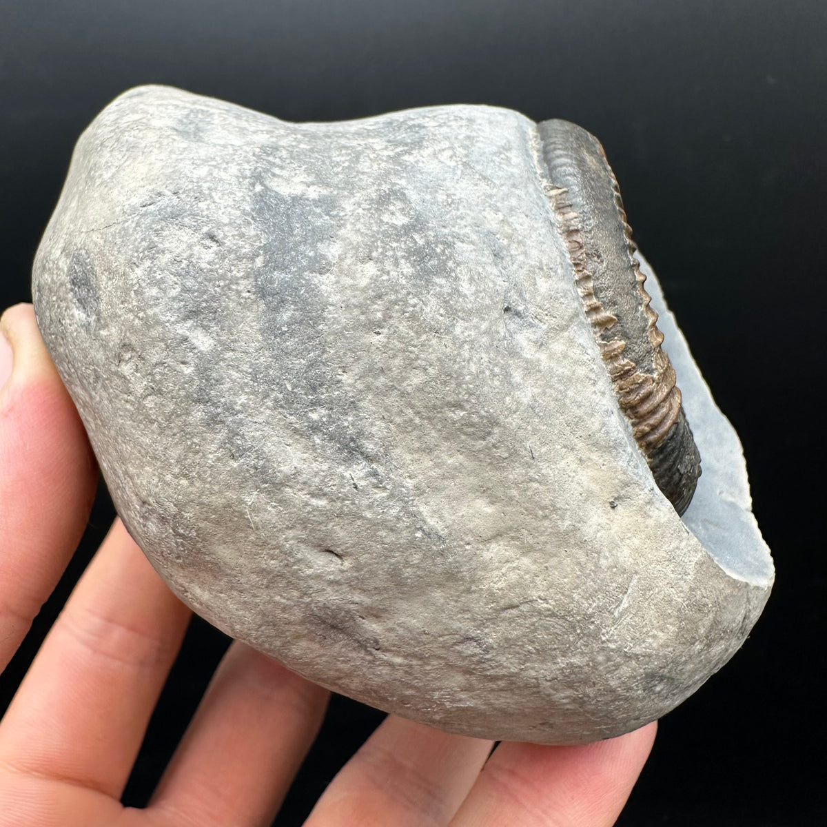 Dactylioceras Ammonite Fossil With Stand - Whitby, North Yorkshire Jurassic Coast Yorkshire Fossils